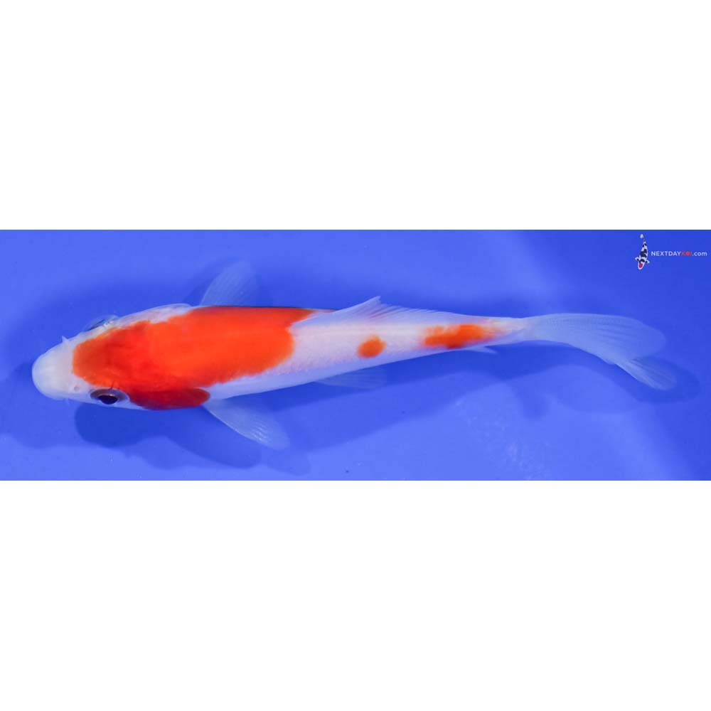 3.5” Imported Kohaku