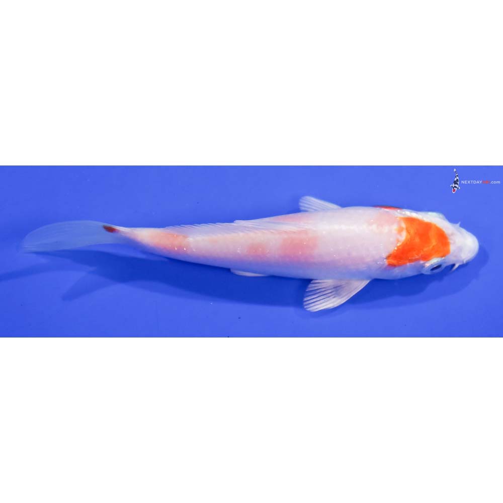 4” Imported Hariwake