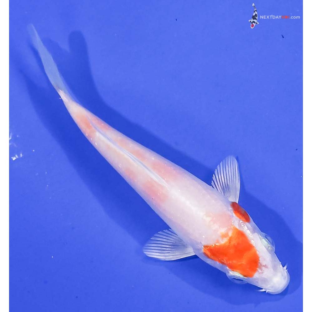 4” Imported Hariwake