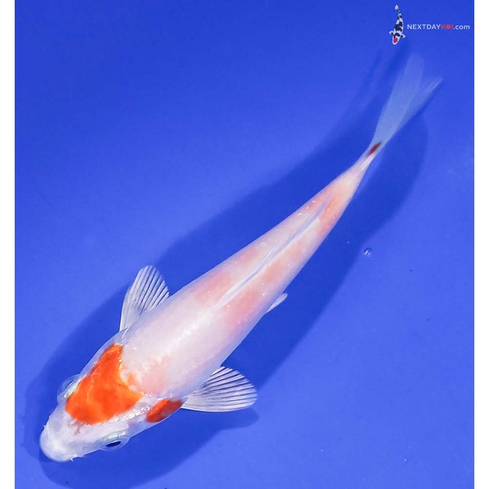 4” Imported Hariwake