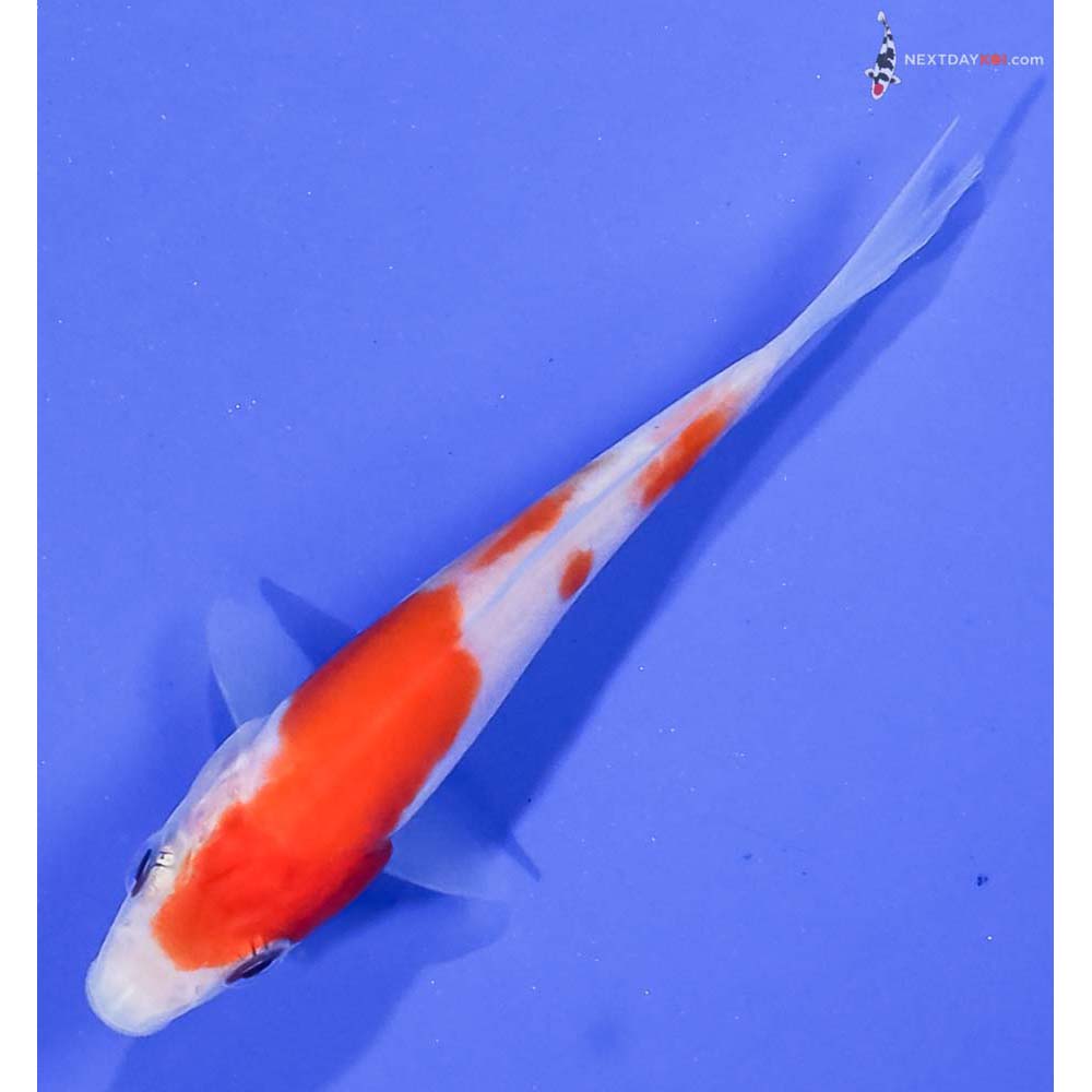 3.5” Imported Kohaku