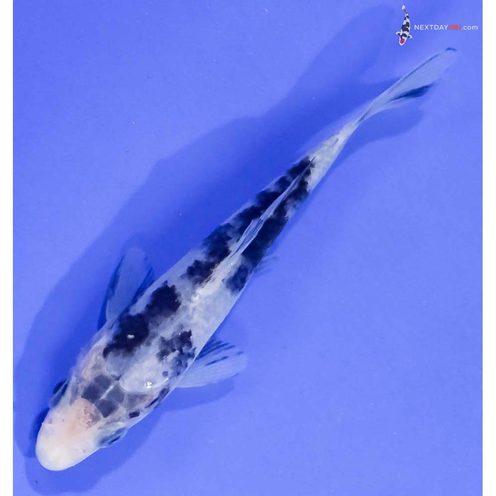 4” Imported Shiro Bekko