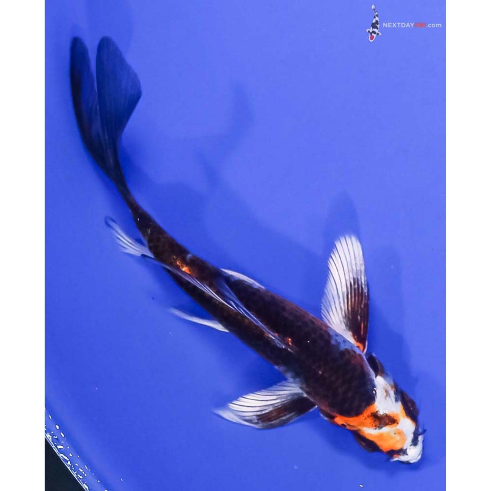 5” Imported Kujaku Butterfly Koi