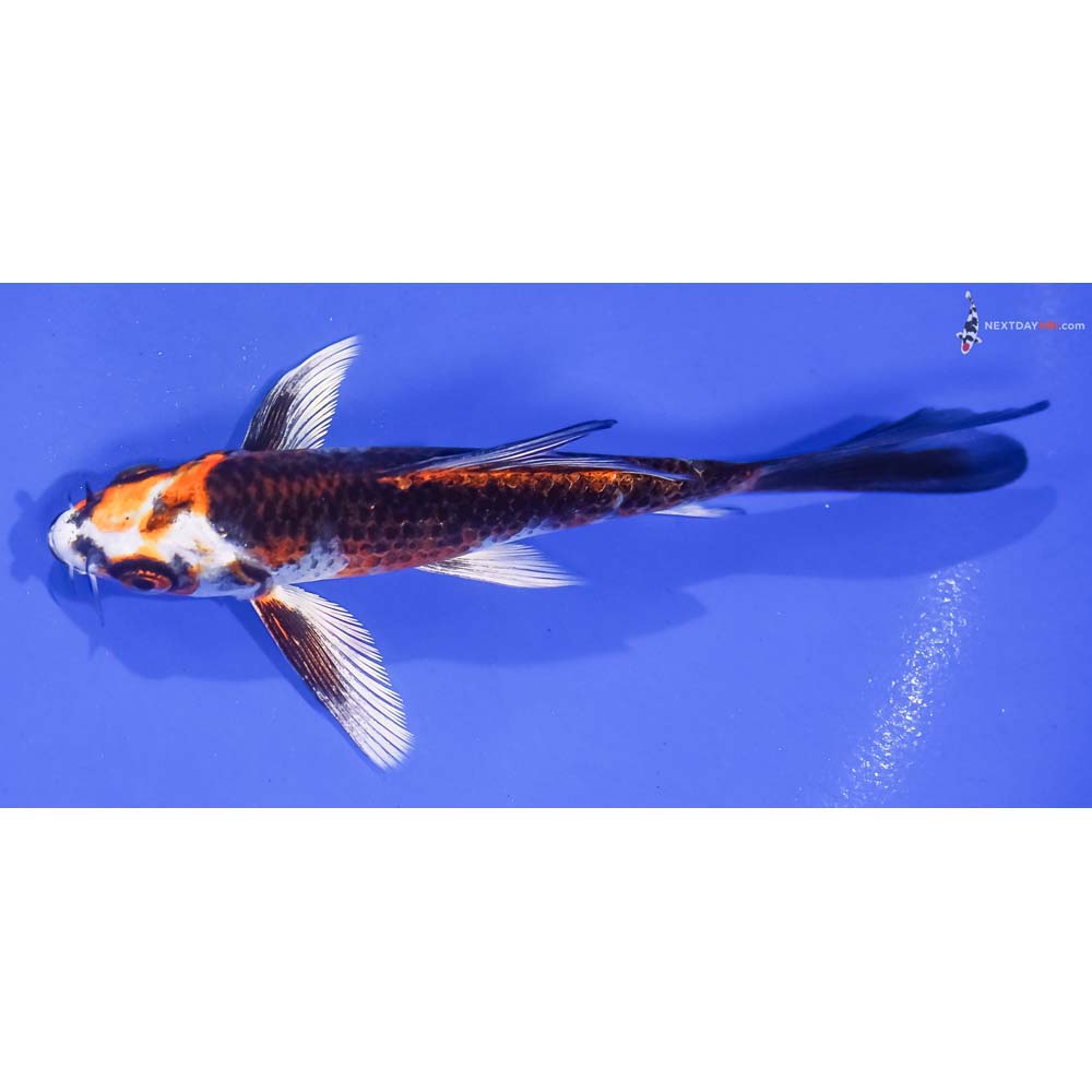 5” Imported Kujaku Butterfly Koi