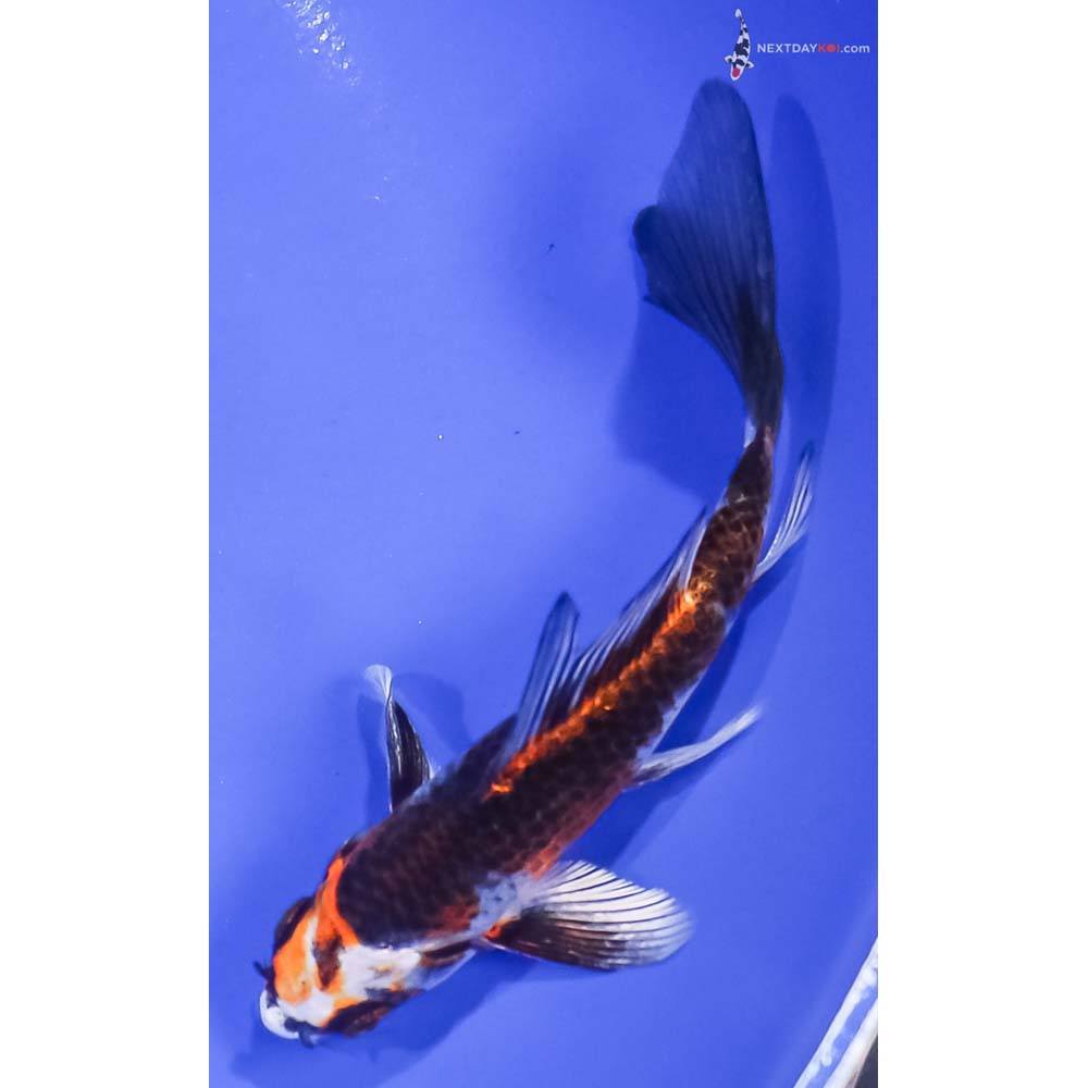 5” Imported Kujaku Butterfly Koi