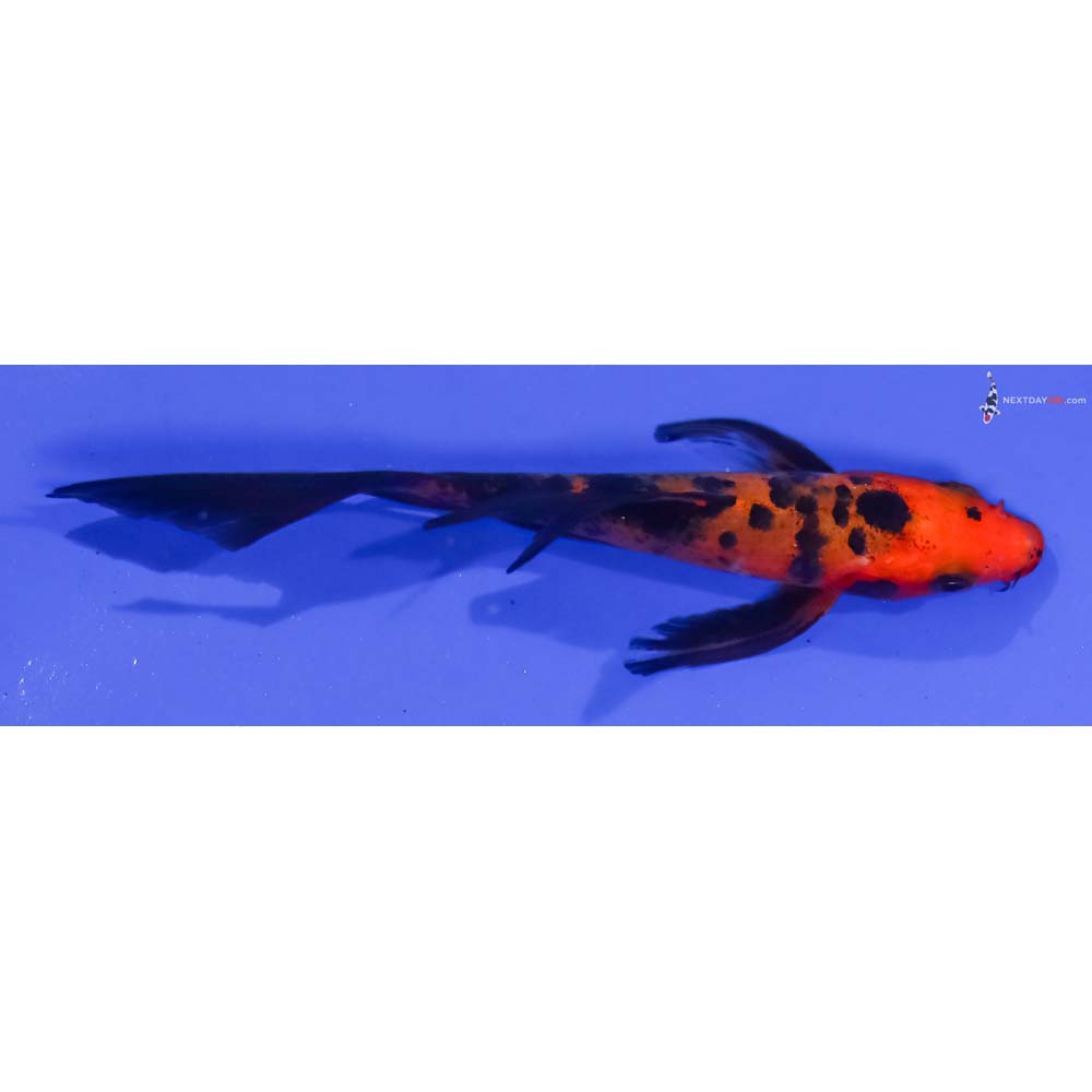 4.5” Imported Aka Bekko Butterfly Koi