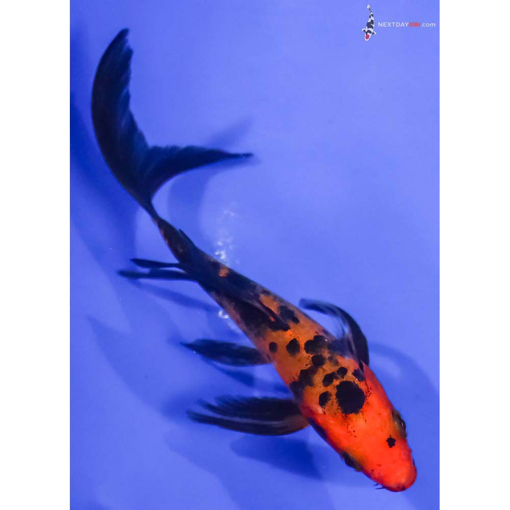 4.5” Imported Aka Bekko Butterfly Koi