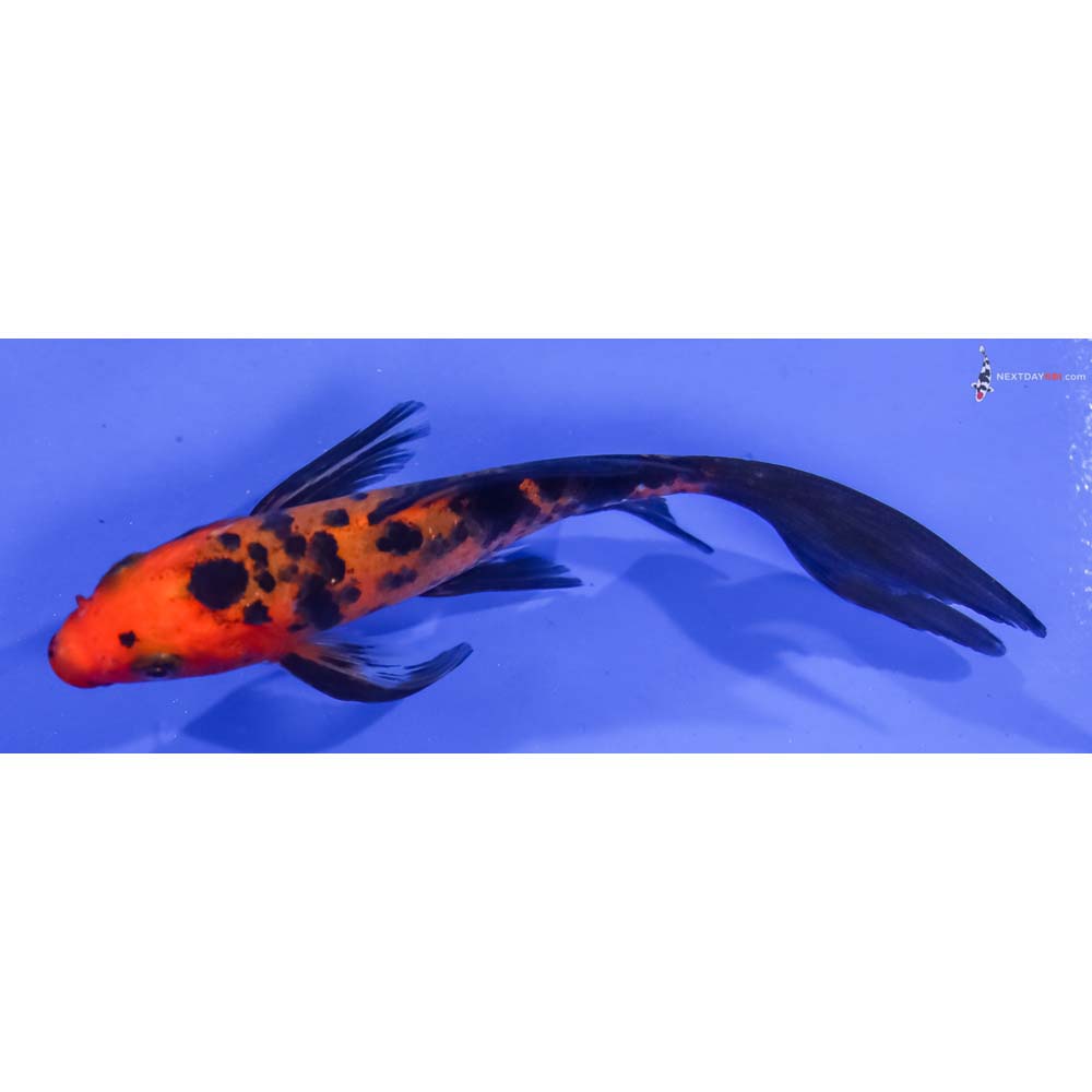 4.5” Imported Aka Bekko Butterfly Koi