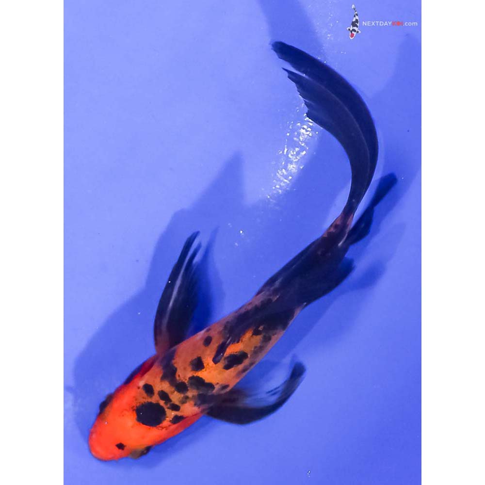 4.5” Imported Aka Bekko Butterfly Koi