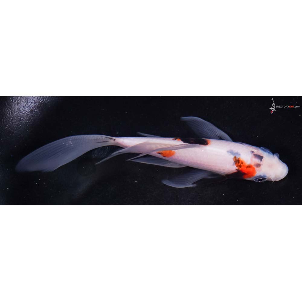 5” Imported Goromo Butterfly Koi