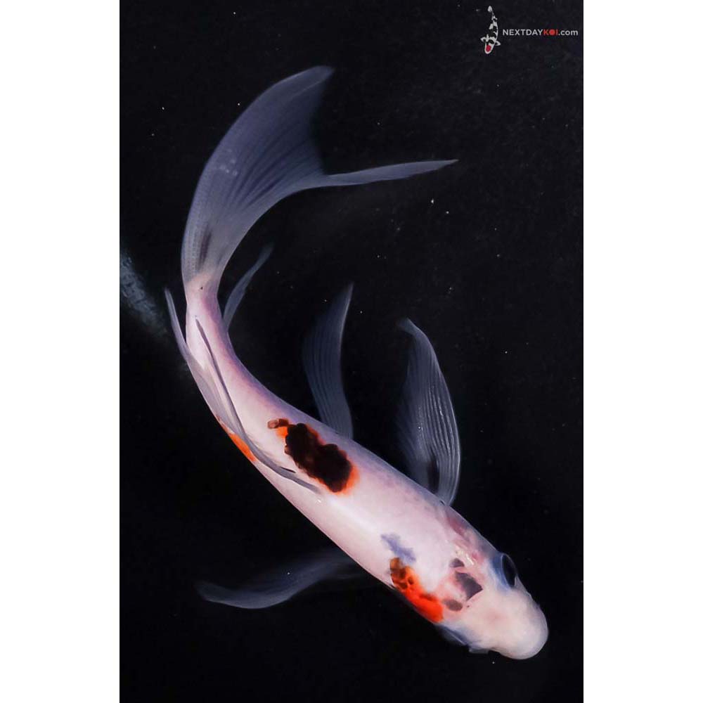 5” Imported Goromo Butterfly Koi