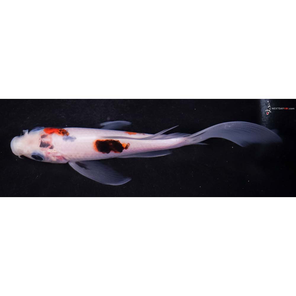 5” Imported Goromo Butterfly Koi