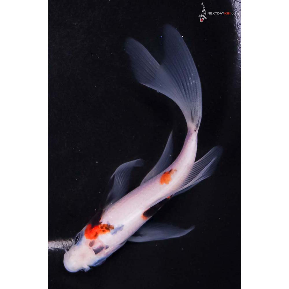 5” Imported Goromo Butterfly Koi