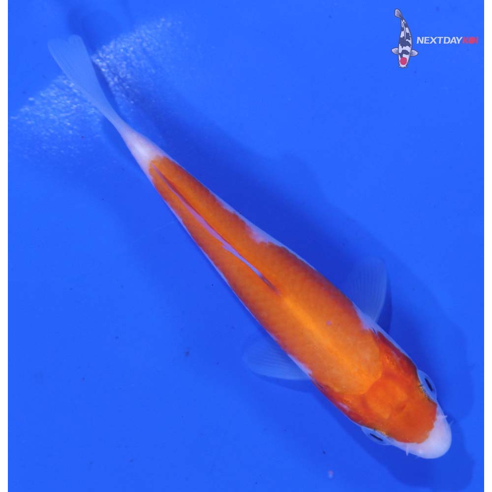 4” Imported Kohaku