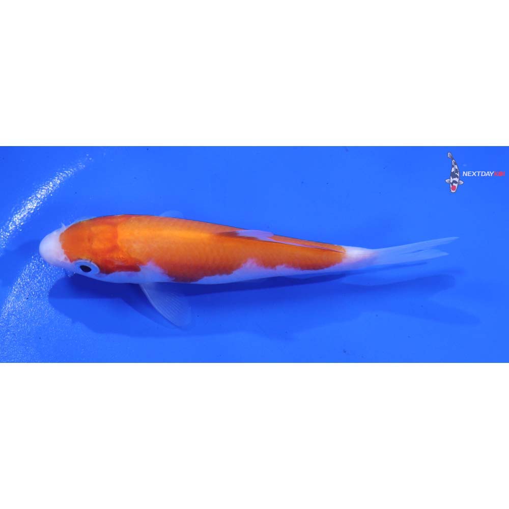 4” Imported Kohaku