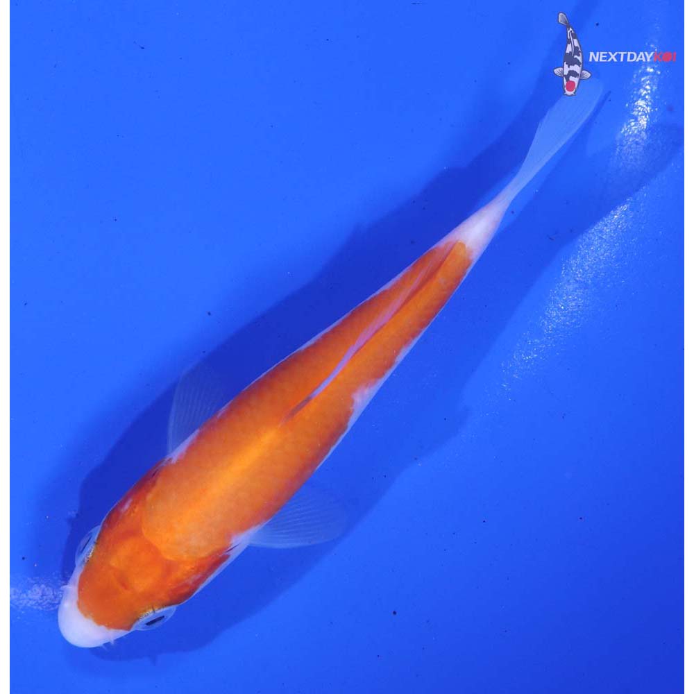 4” Imported Kohaku