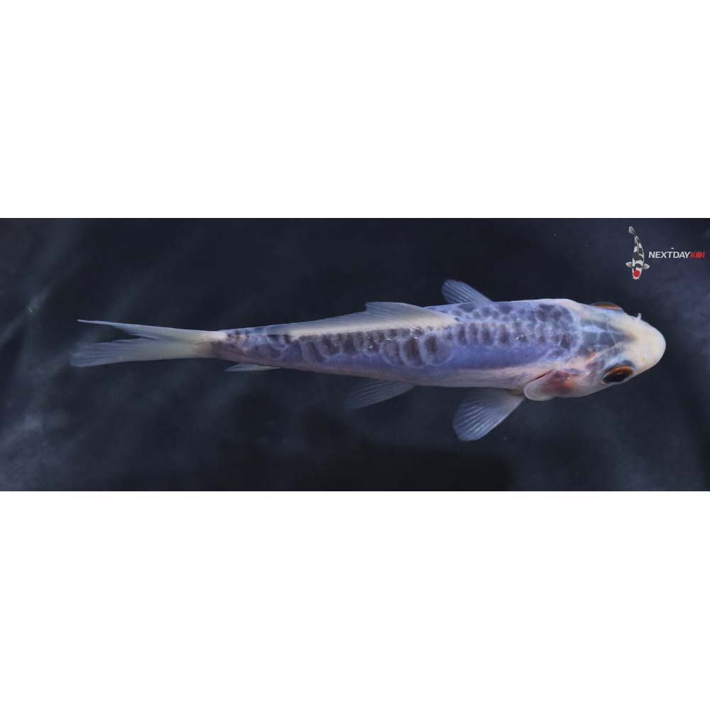 4” Imported Shusui