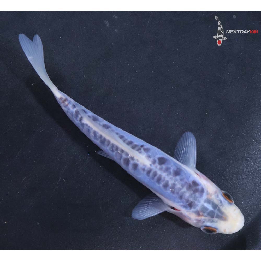 4” Imported Shusui