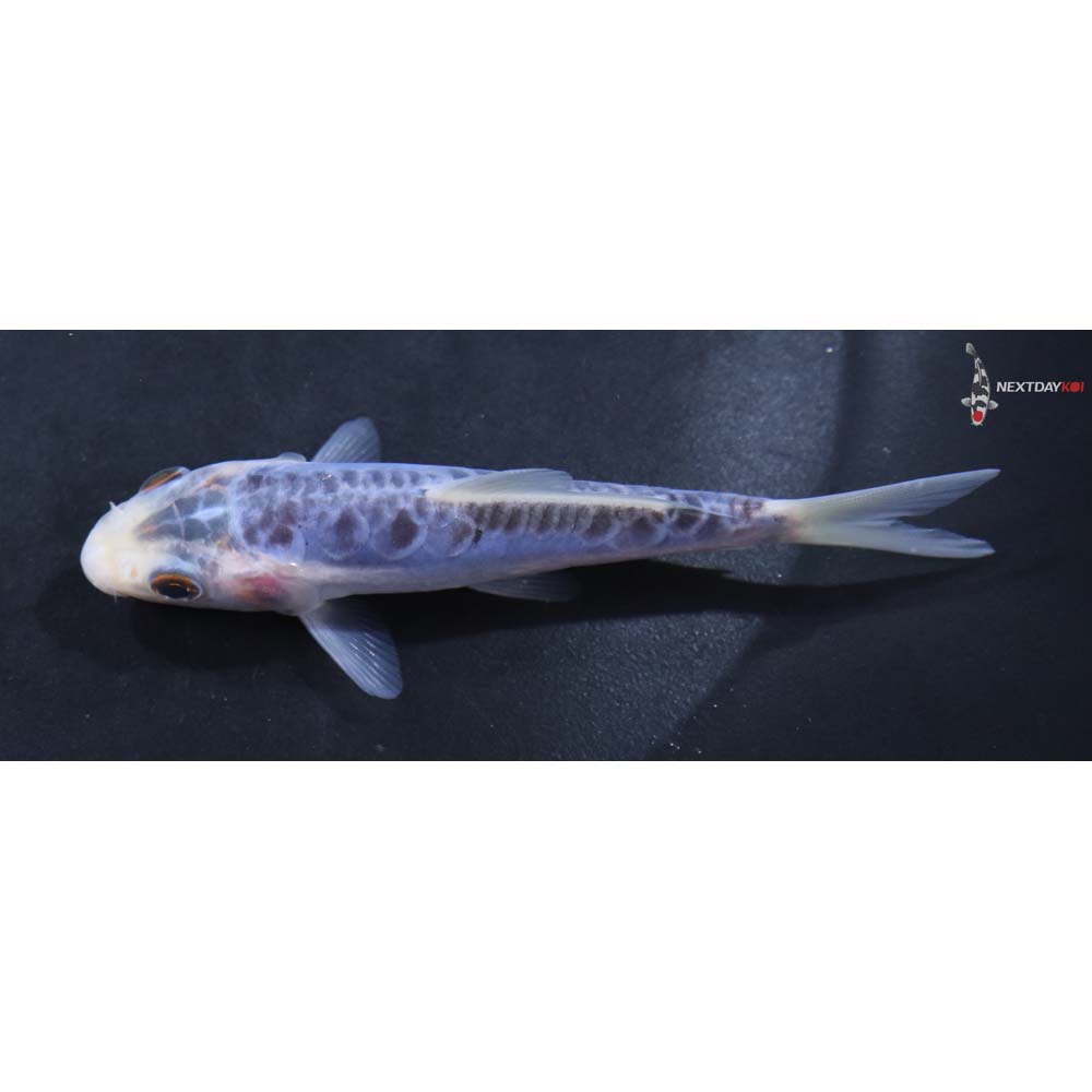 4” Imported Shusui