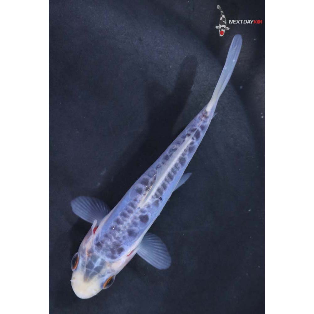 4” Imported Shusui