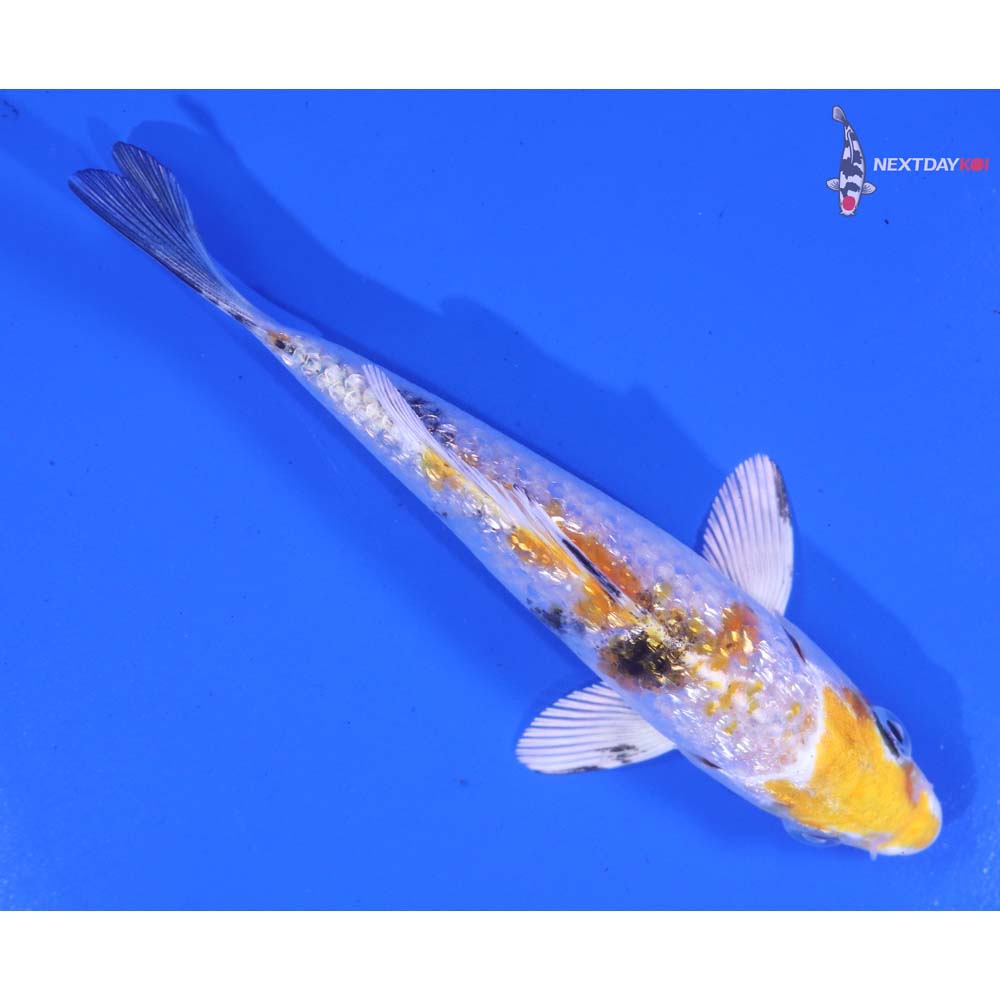 4.5” Imported Gin Rin Yamato Nishiki