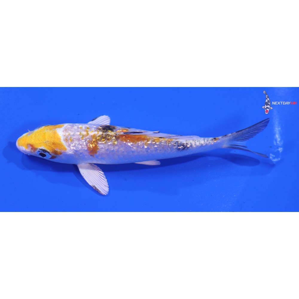 4.5” Imported Gin Rin Yamato Nishiki