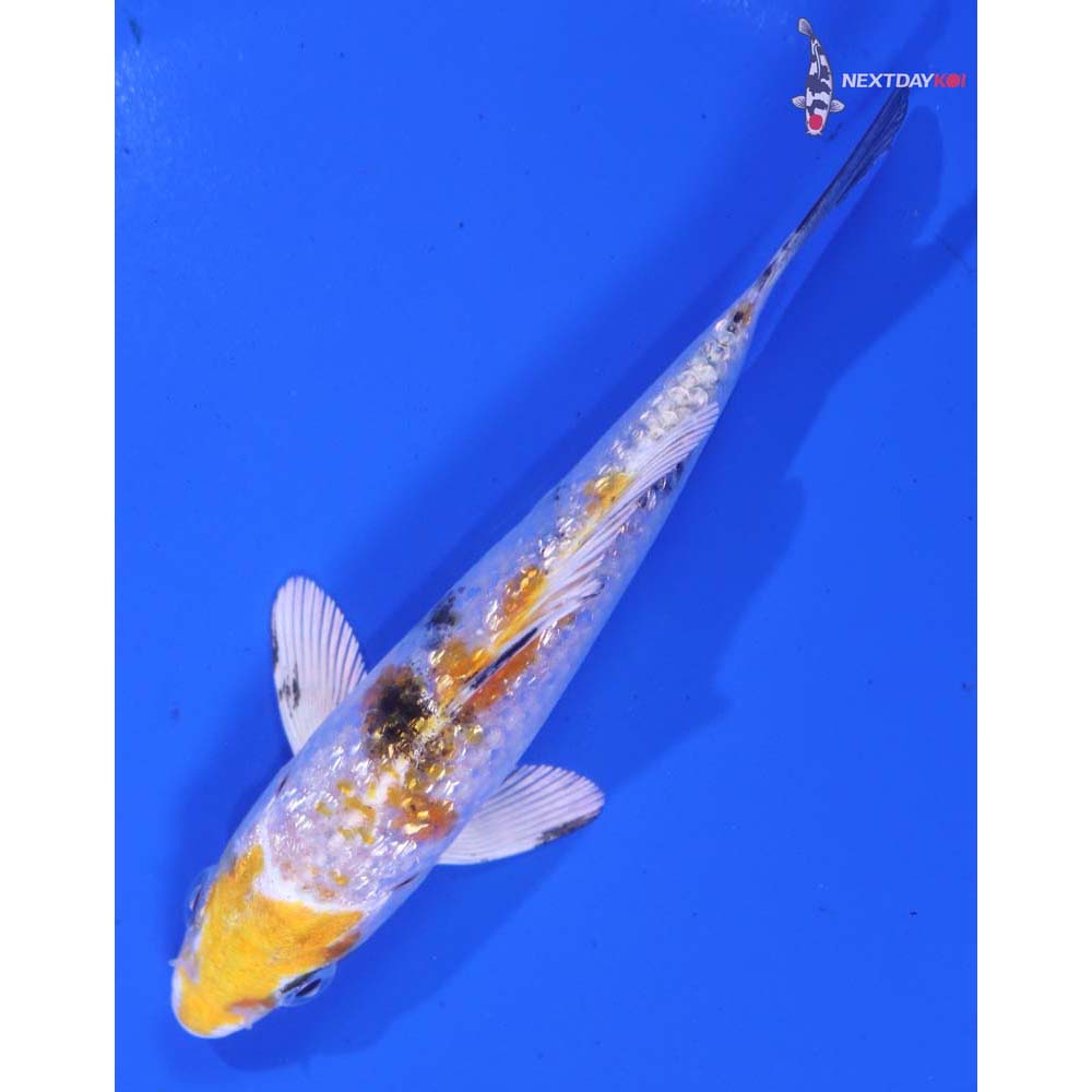 4.5” Imported Gin Rin Yamato Nishiki