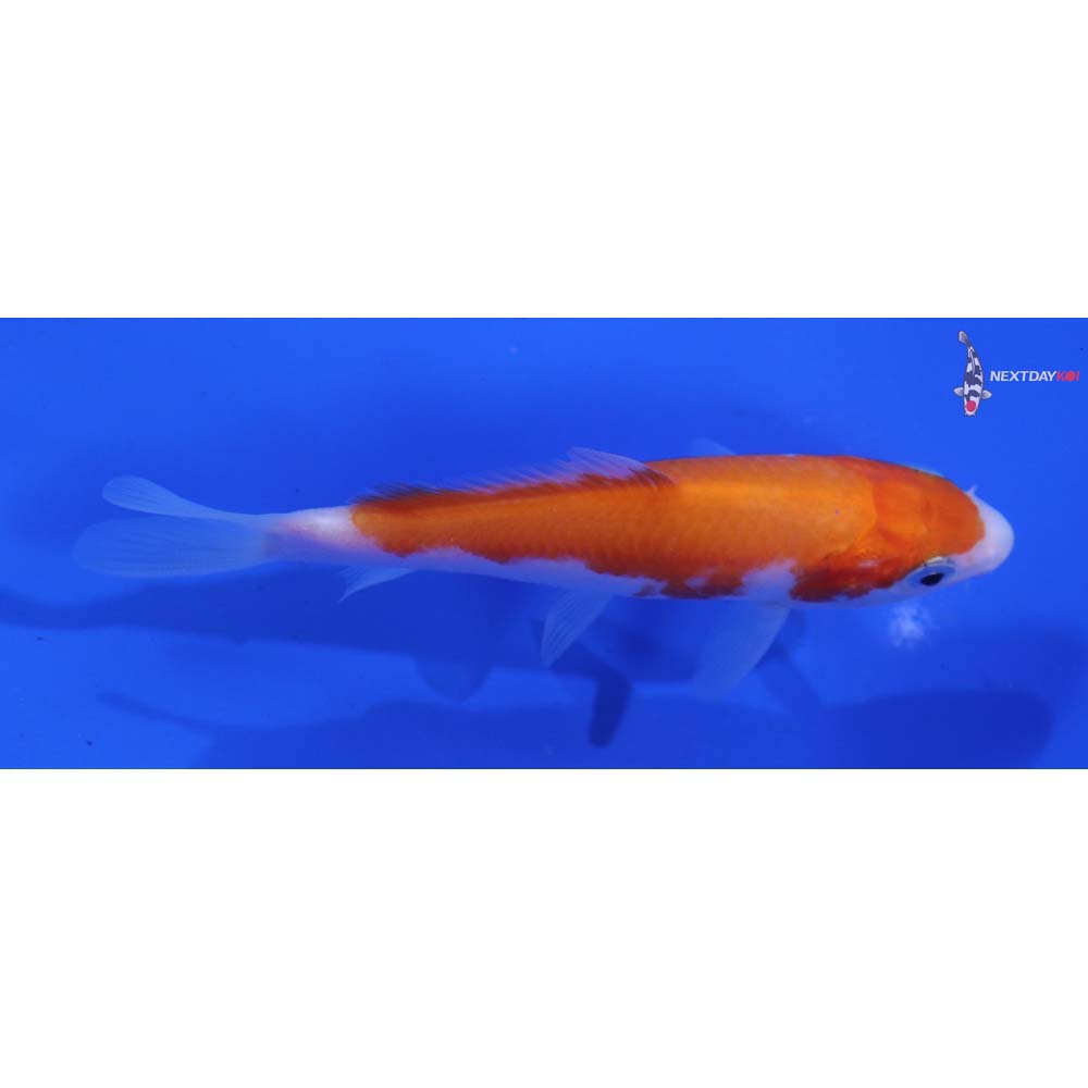 4” Imported Kohaku