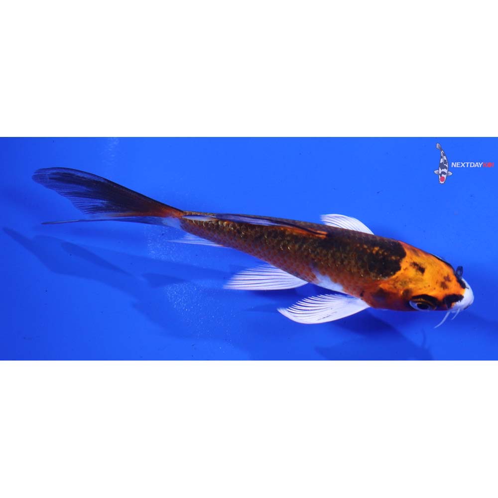 4” Imported Kujaku Butterfly Koi