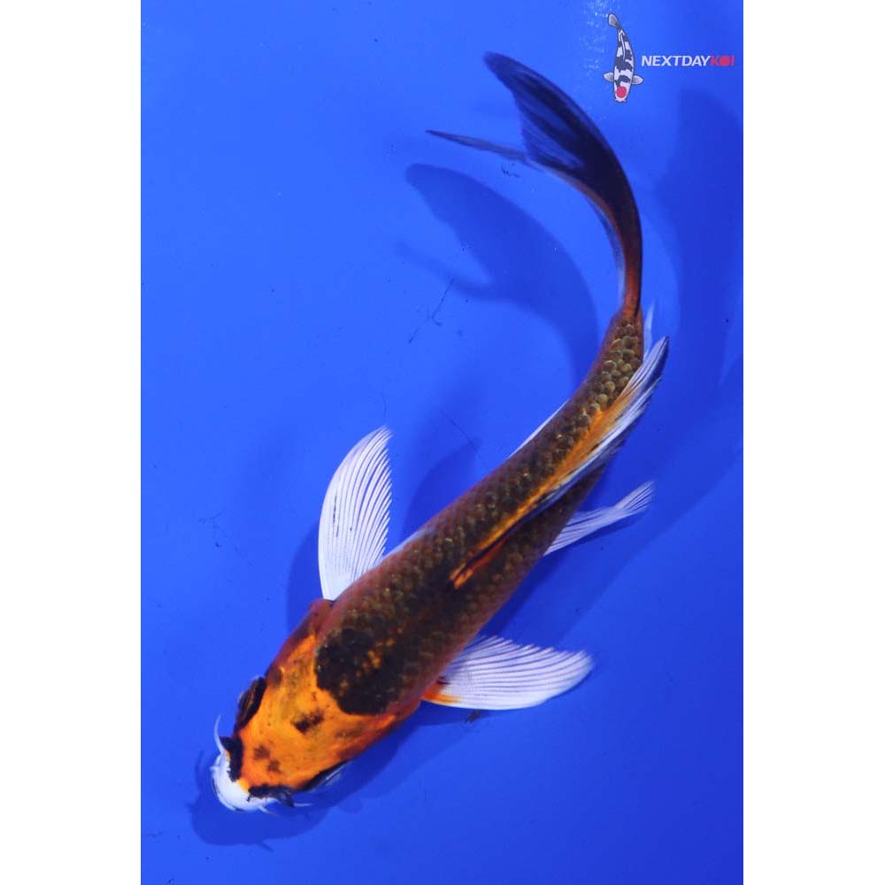 4” Imported Kujaku Butterfly Koi