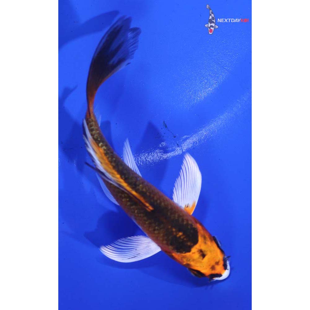 4” Imported Kujaku Butterfly Koi