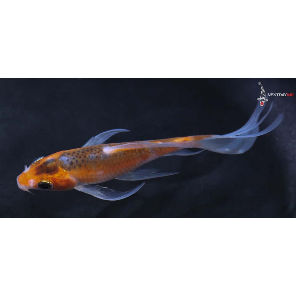 4” Imported Asagi Butterfly Koi