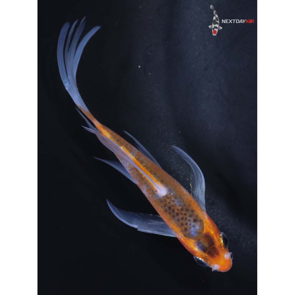 4” Imported Asagi Butterfly Koi