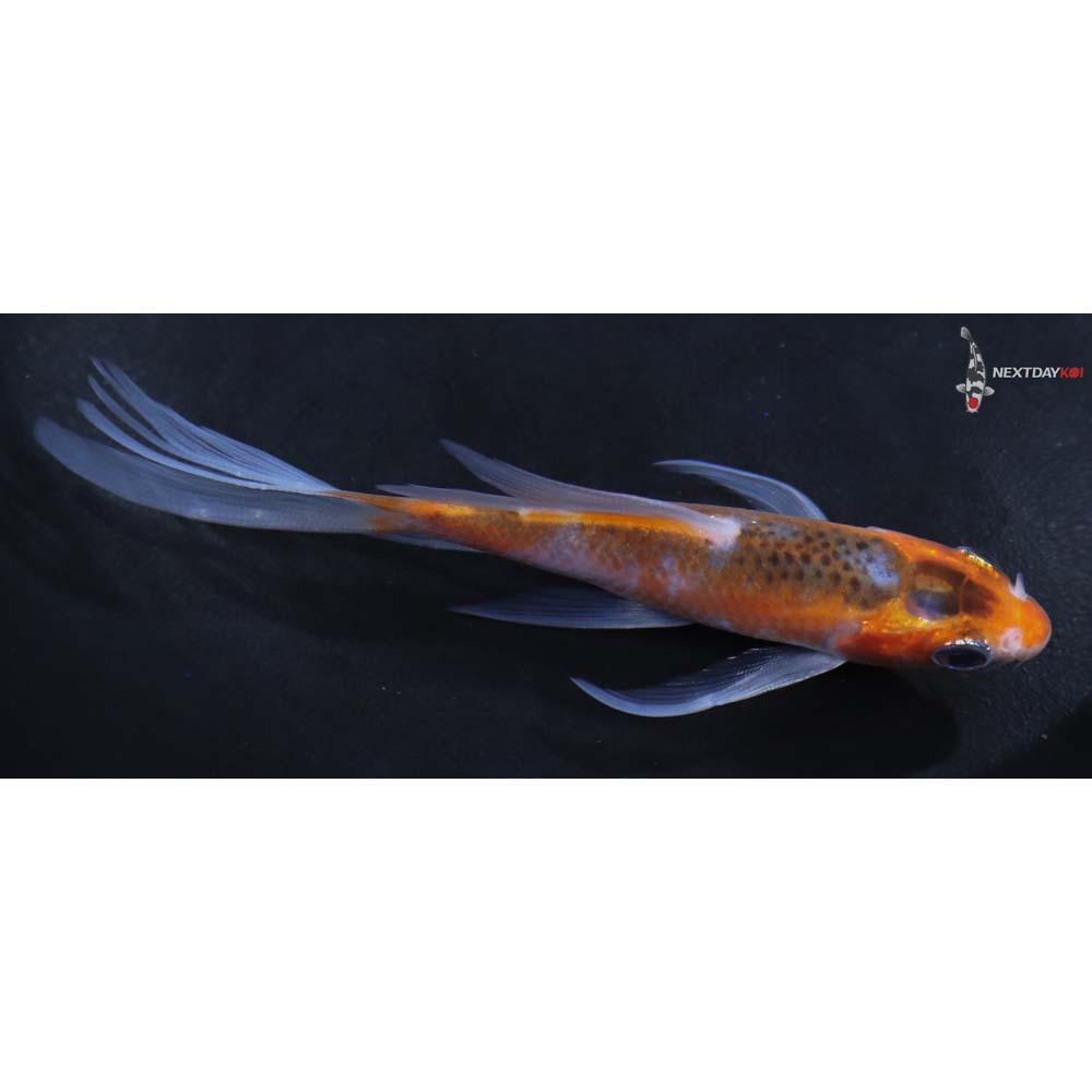 4” Imported Asagi Butterfly Koi