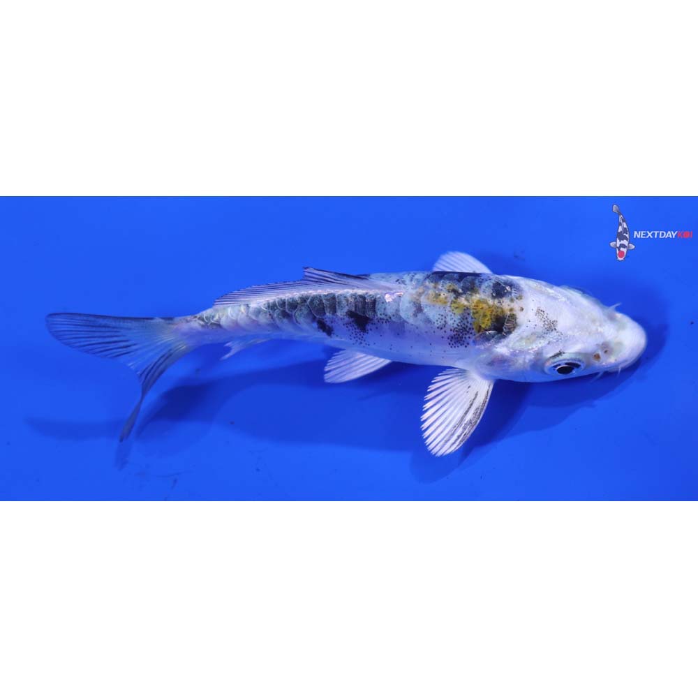 3.5” Imported Heisei Nishiki