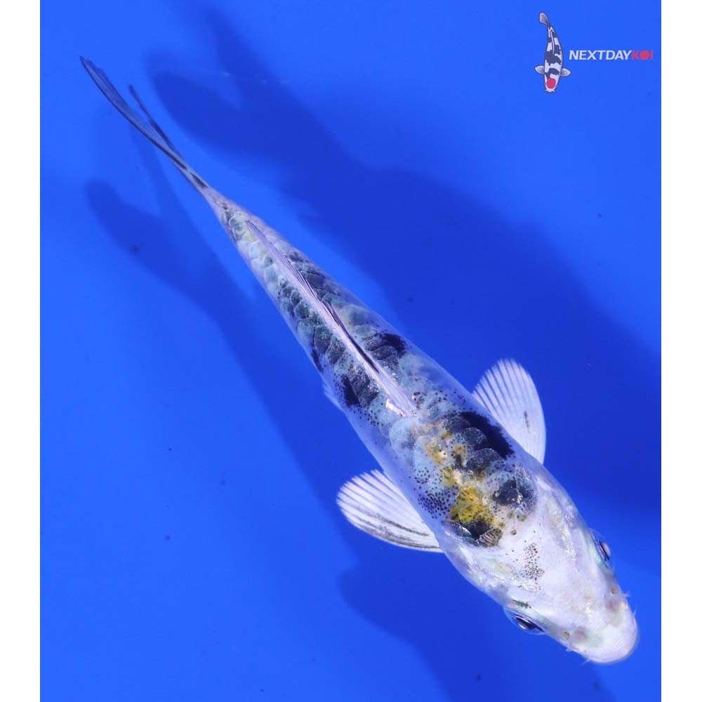 3.5” Imported Heisei Nishiki