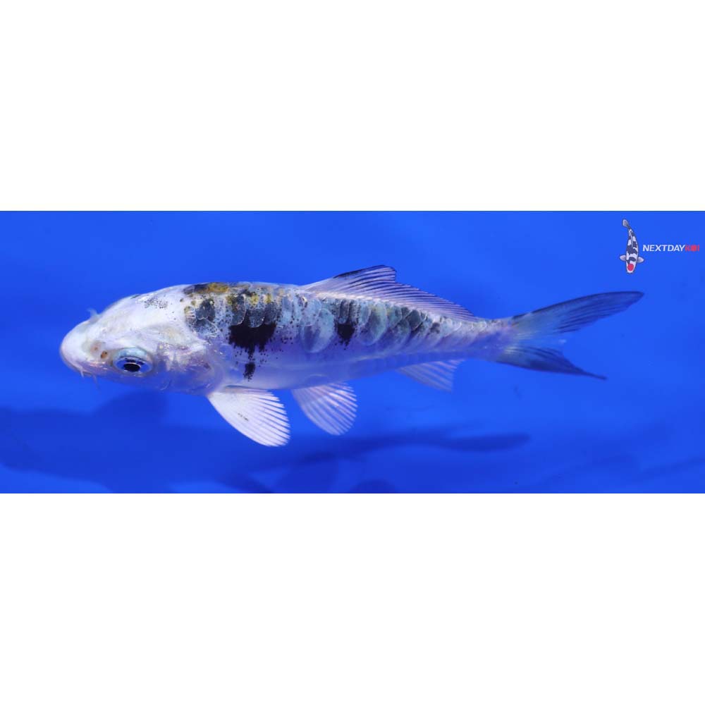 3.5” Imported Heisei Nishiki