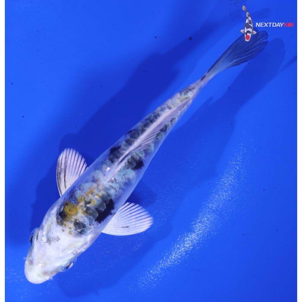 3.5” Imported Heisei Nishiki