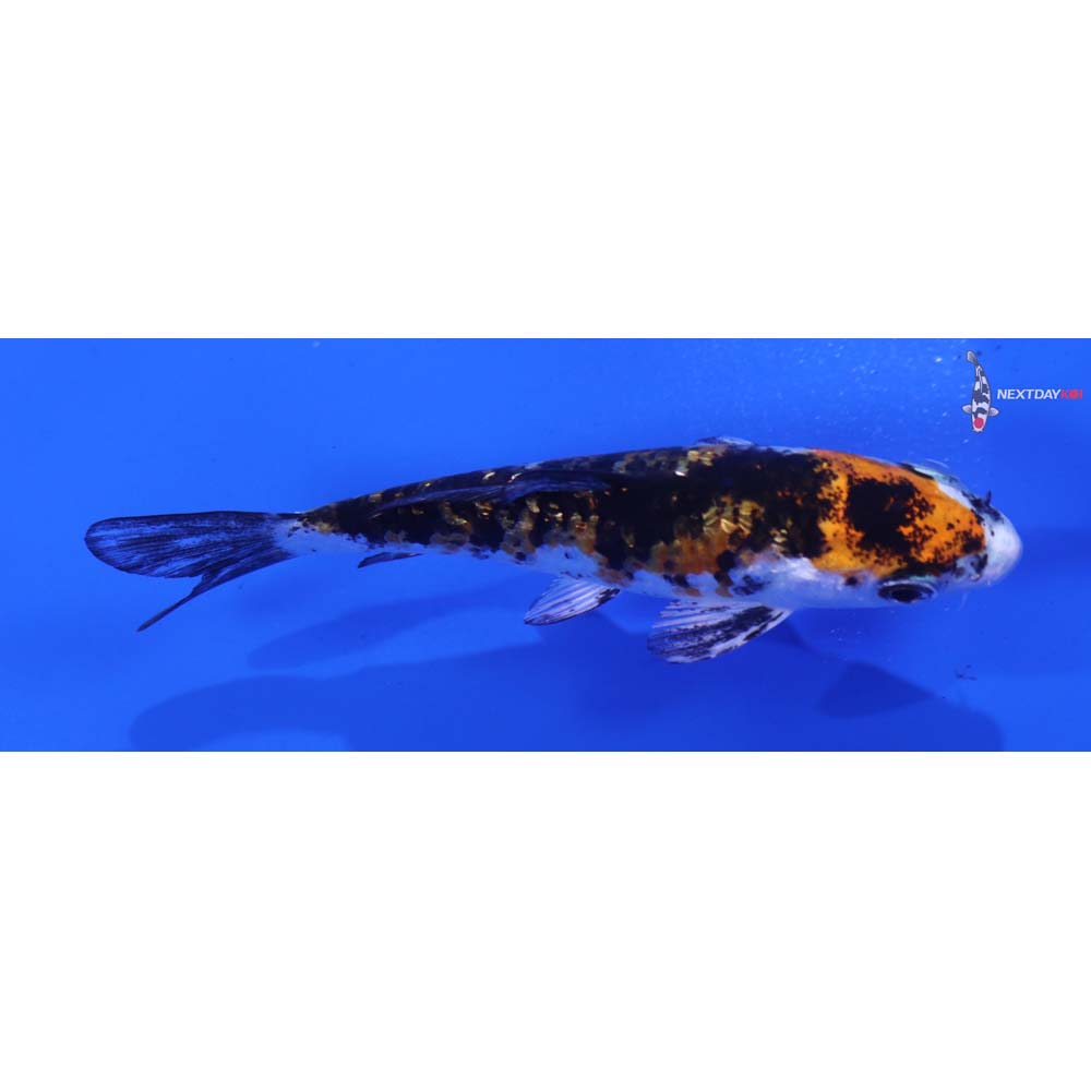 3.5” Imported Yamato Nishiki