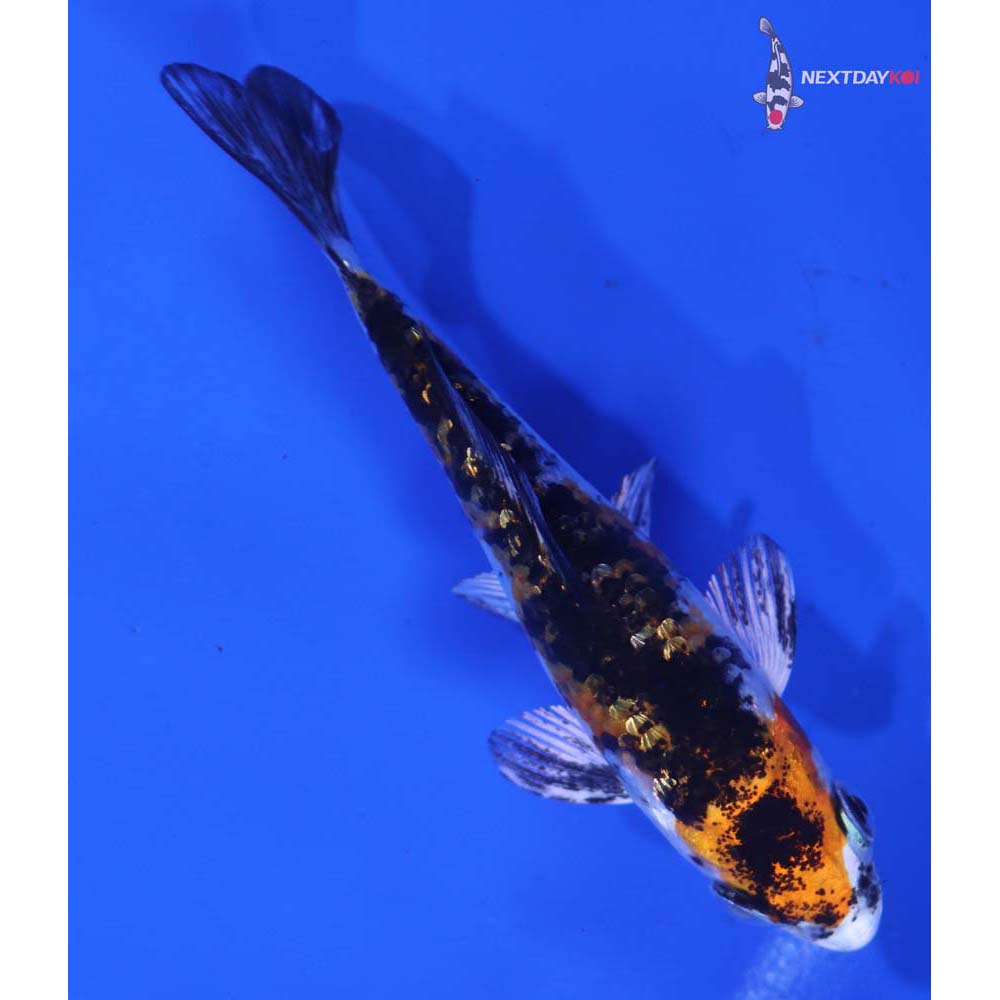 3.5” Imported Yamato Nishiki