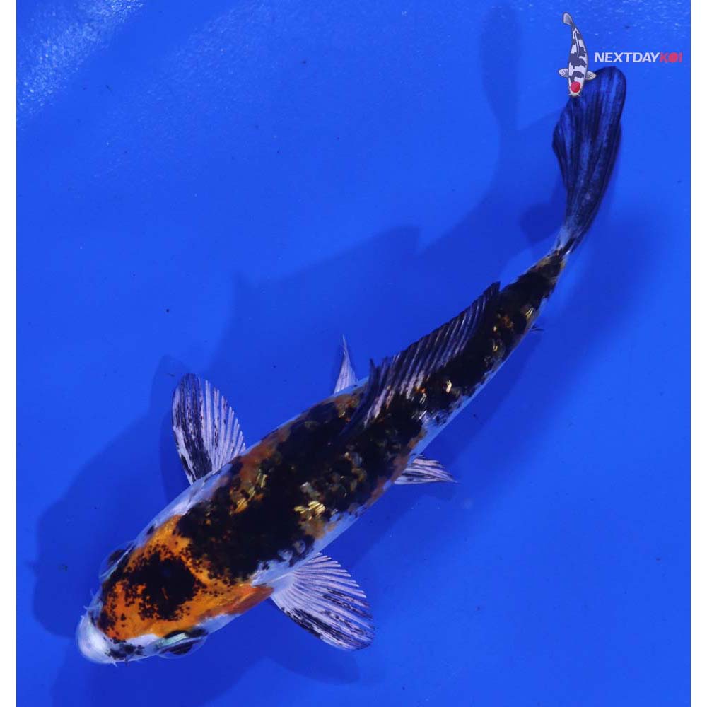 3.5” Imported Yamato Nishiki