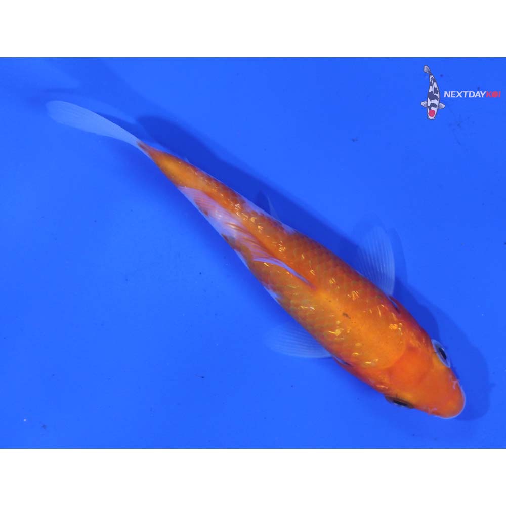 3.5” Imported Kohaku
