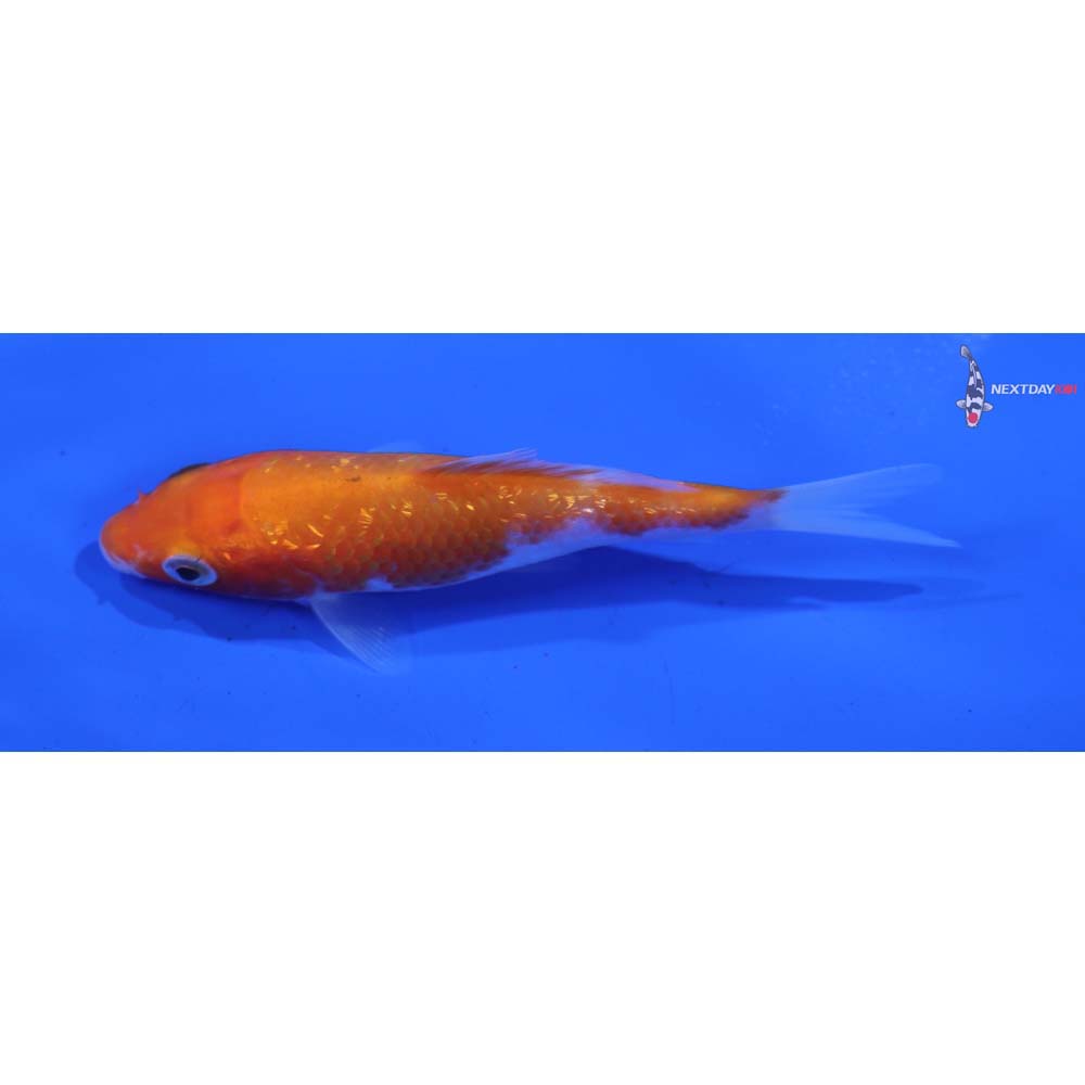 3.5” Imported Kohaku
