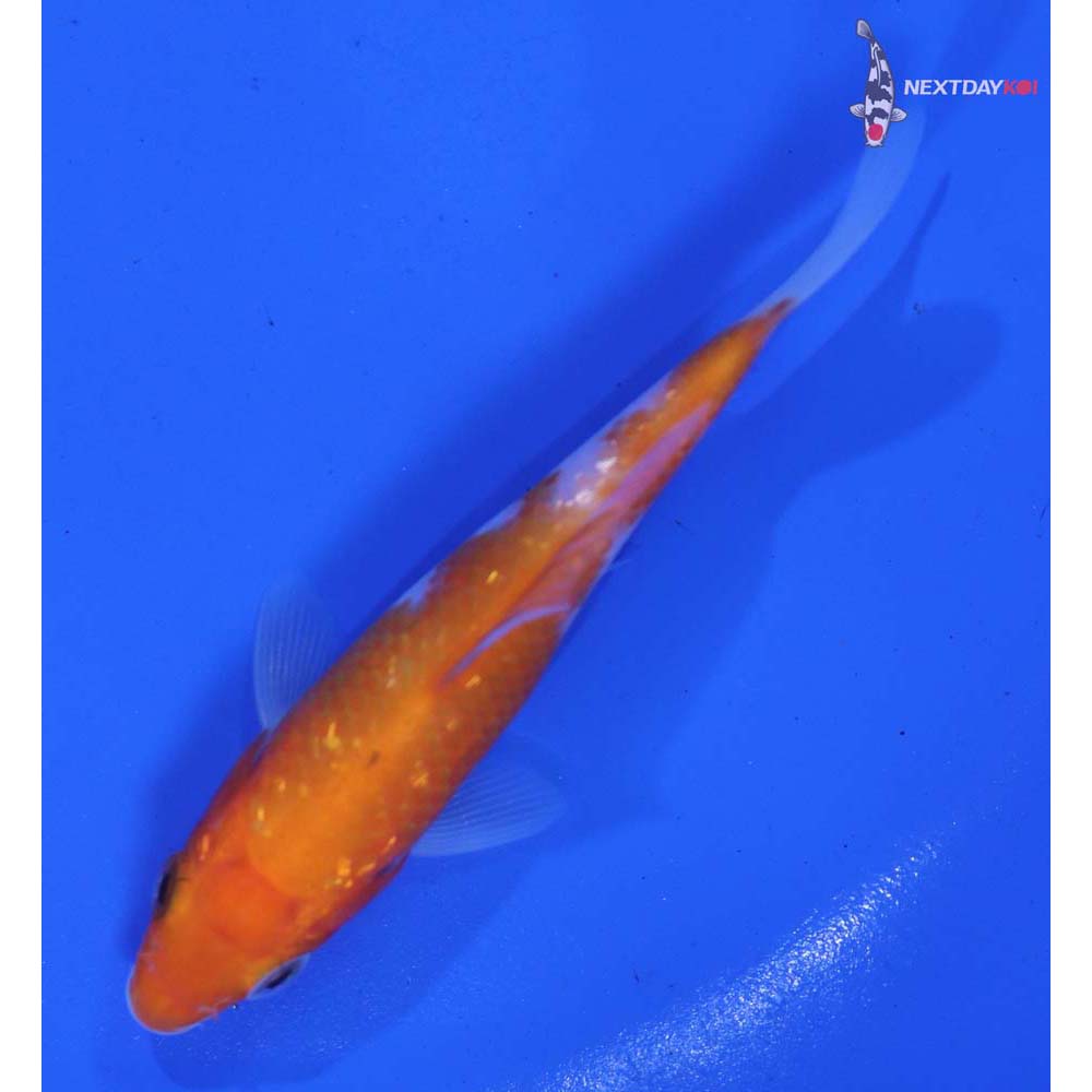 3.5” Imported Kohaku