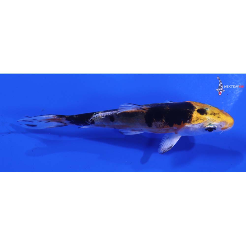 3.5” Imported Heisei Nishiki