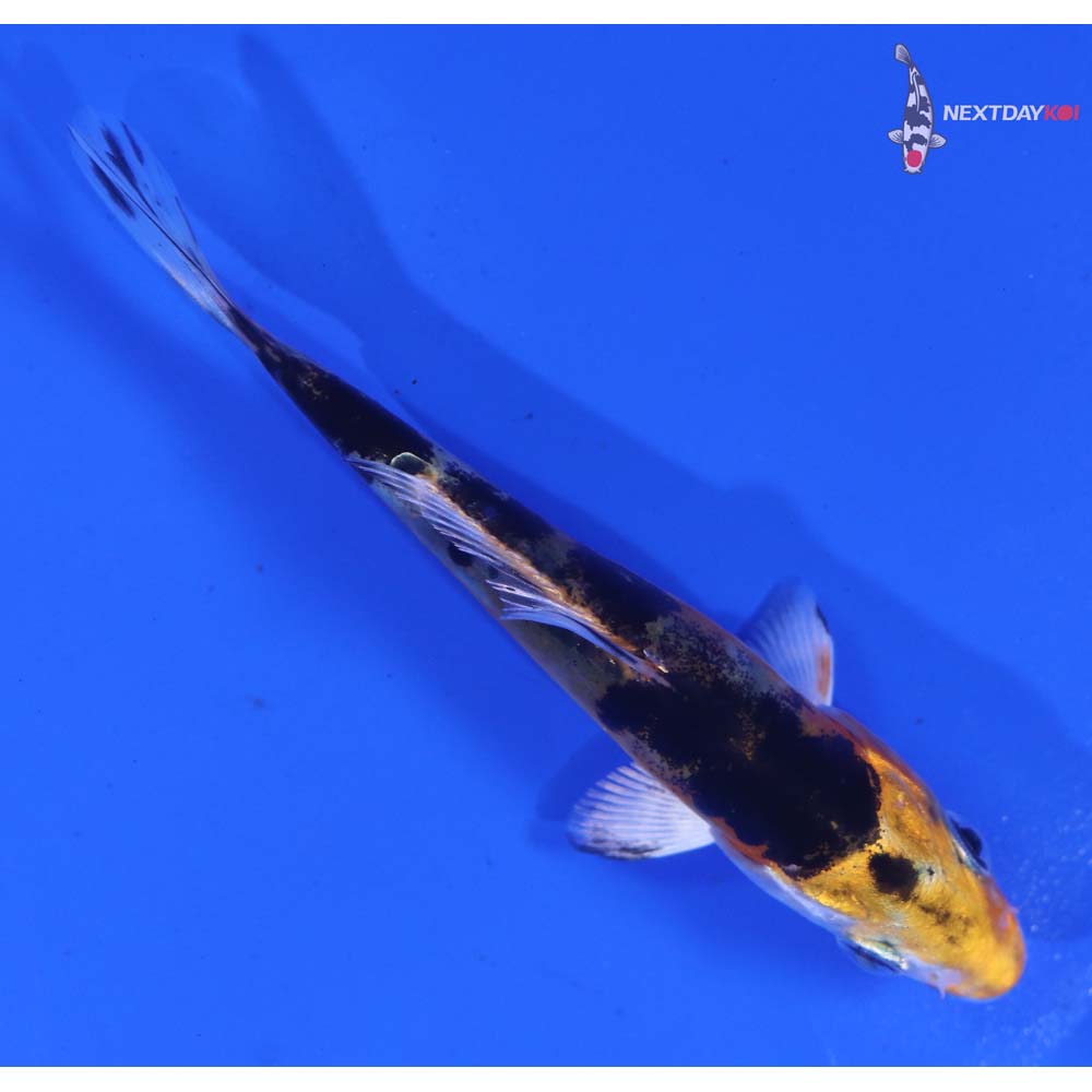 3.5” Imported Heisei Nishiki
