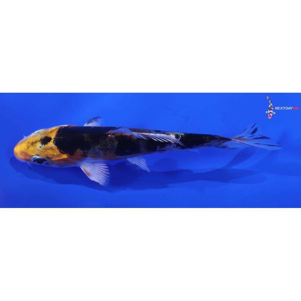 3.5” Imported Heisei Nishiki