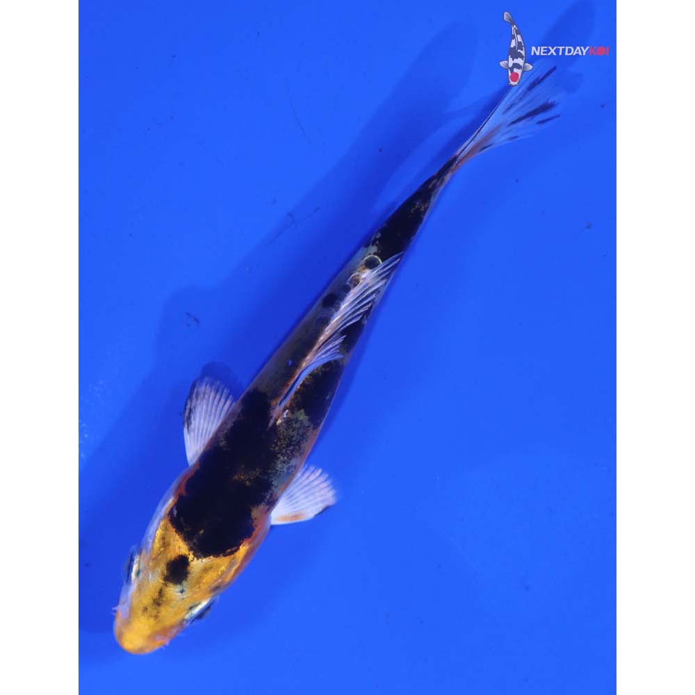 3.5” Imported Heisei Nishiki