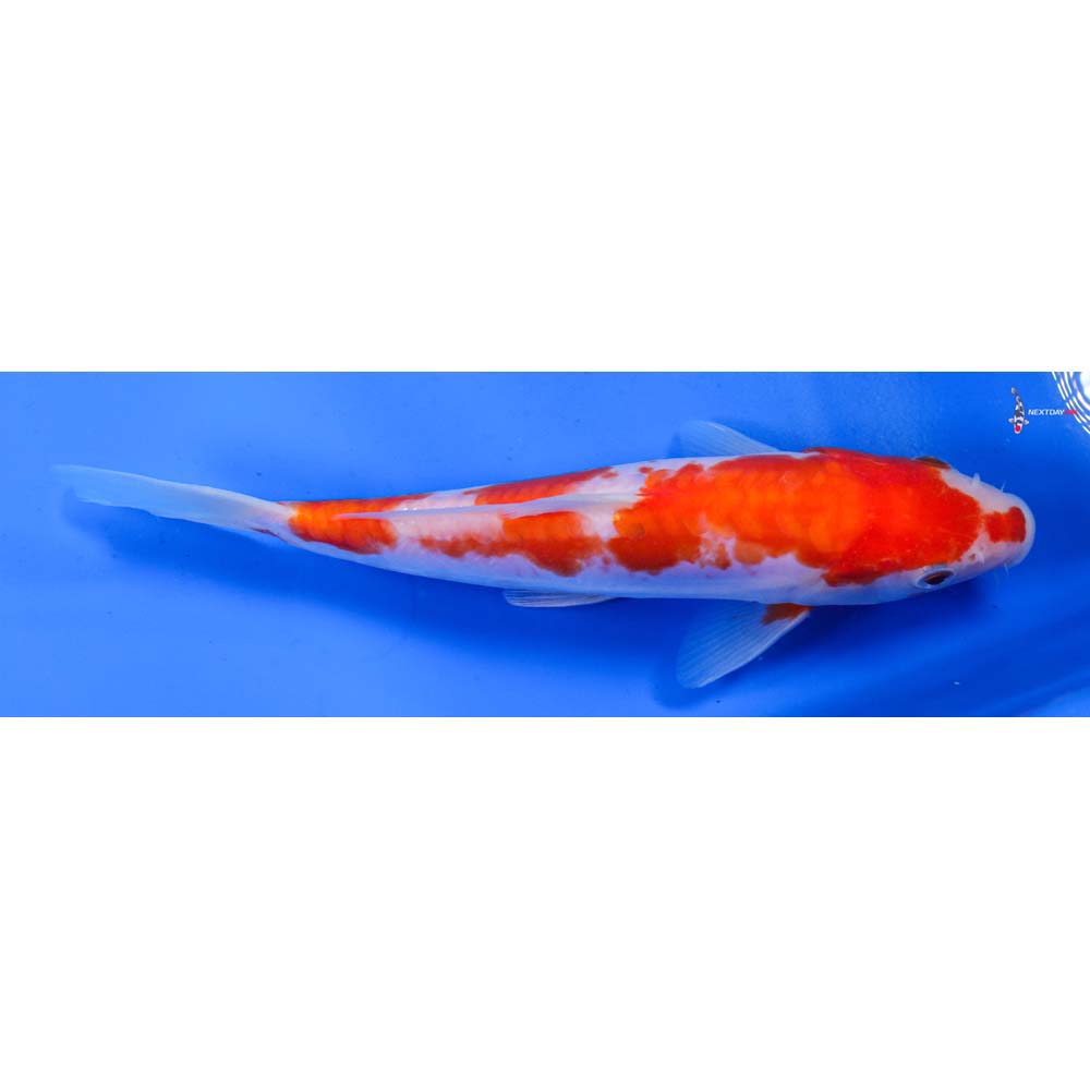 7” Imported Doitsu Kohaku