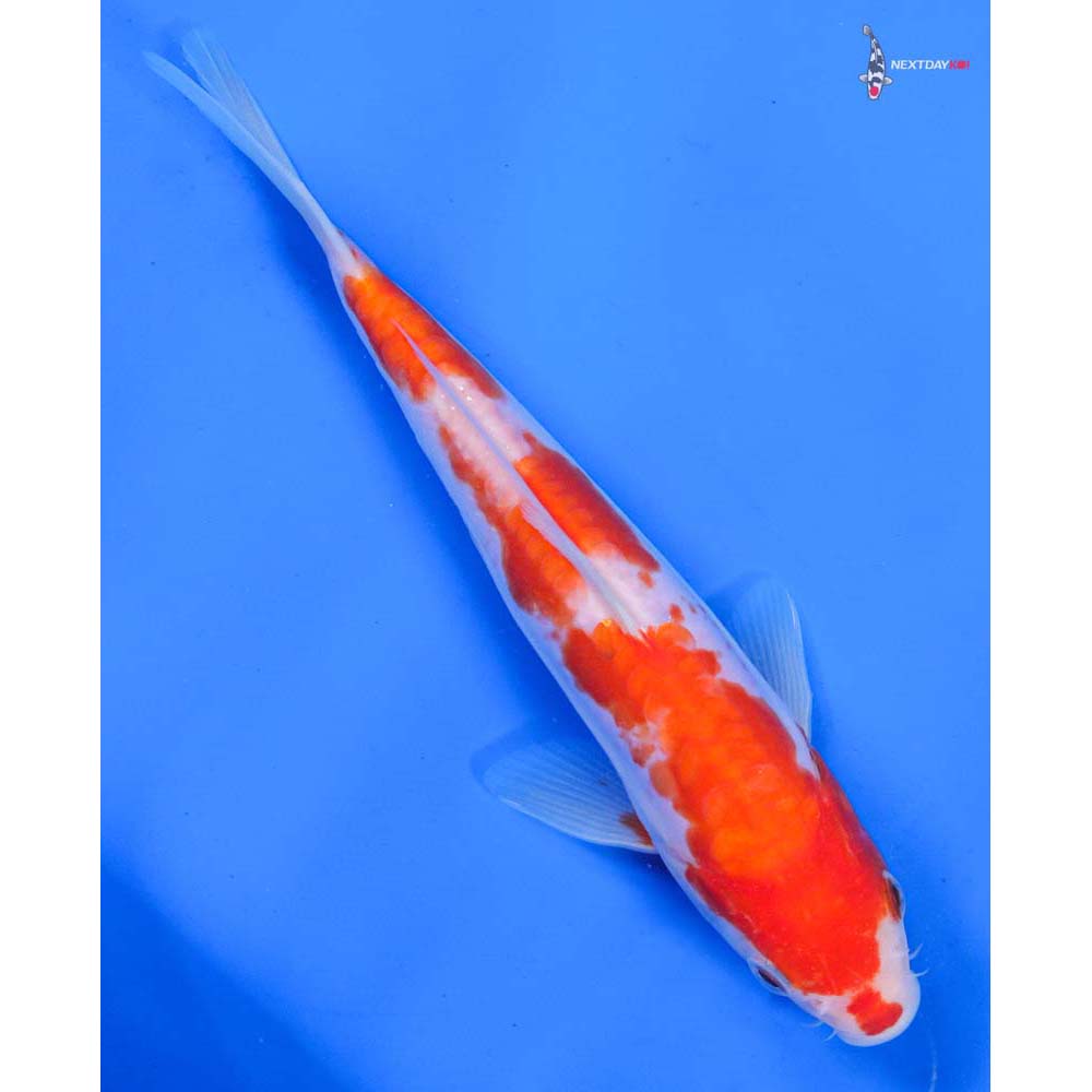 7” Imported Doitsu Kohaku